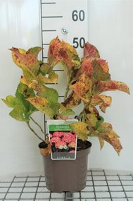 Hydrangea macrophylla 'Leuchtfeuer' - pot - 25-30 cm -