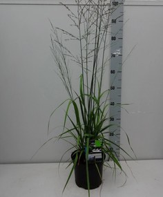 Molinia arundinacea 'Karl Foerster' - pot 3L