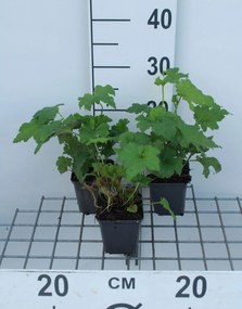 Anemone hupehensis 'September Charm' - pot 9x9 cm -