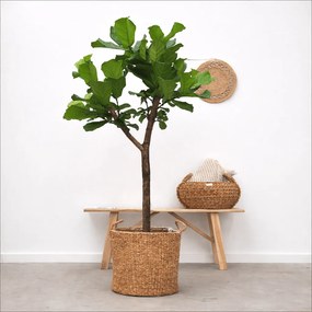 Ficus Lyrata boom XL - 170cm