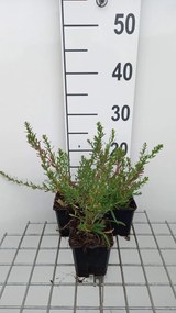 Aster ericoides 'Schneetanne' - pot 9x9 cm