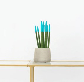 Sansevieria Cylindrica Velvet Touchz lichtblauw - 25cm