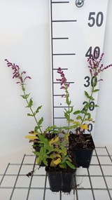 Salvia nemorosa 'Schwellenburg' - pot 9x9 cm