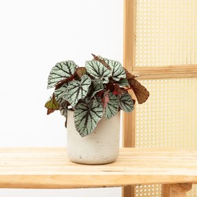 Begonia Rex Fedor - 25cm