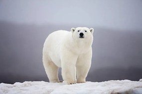 Kunstfotografie Polar Bear on ice, Paul Souders, (40 x 26.7 cm)