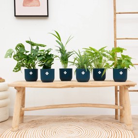 Verrassingsbox - 6 planten inclusief elho Vibes Fold RoundØ14