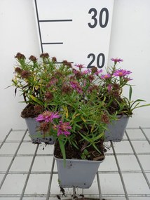 Aster 'Kassel' - pot 9x9 cm