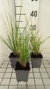 Stipa splendens - pot 9x9 cm