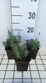 Lavandula angustifolia 'Essence Purple' - pot 9x9 cm -