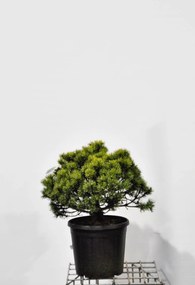 Pinus mugo subsp. mugo - pot 15L - 40-50 cm