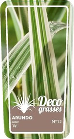 Arundo donax 'Ely' - pot 3L