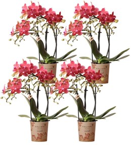 Combi deal - 4 Orchideeën
