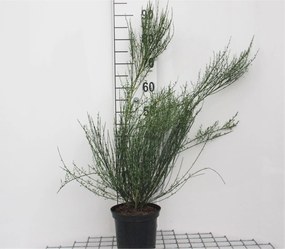 Cytisus 'Zeelandia' - pot - 40-60 cm