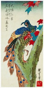 Kunstdruk Peacock Perched on a Maple Tree (Japan) - Utagawa Hiroshige, (20 x 40 cm)