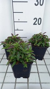 Veronica spicata 'Heidekind' - pot 9x9 cm -