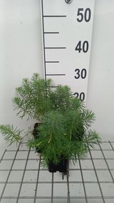 Euphorbia cyparissias 'Fens Ruby' - pot 9x9 cm -
