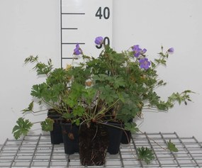 Geranium himalayense - pot 9x9 cm -