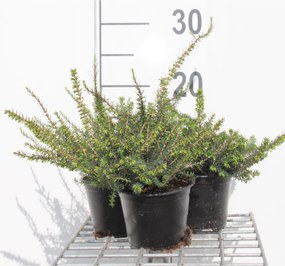 Erica x darleyensis'Kramer's Rote'- pot diameter 10,5 cm - 10-12 cm -