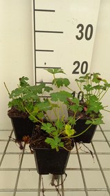Geranium x cantabrigiense 'Berggarten' - pot 9x9 cm