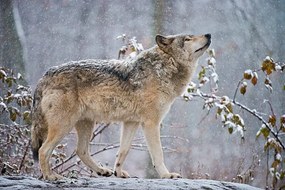 Foto Easter gray wolf In winter, Copyright Michael Cummings, (40 x 26.7 cm)