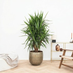 Yucca Elephantipes multistam - 150cm