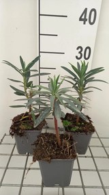 Euphorbia characias 'Blue Wonder' - pot 9x9 cm
