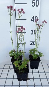Astrantia major 'Roma' - pot 9x9 cm -
