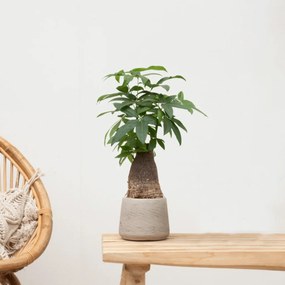 Combi deal - Wout S inclusief sierpot washed