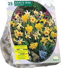 Baltus 'Narcis Mini' - voorjaarsbloeiers - Mix - 25 bollen