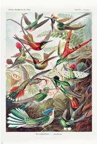 Poster Ernst Haeckel - Kolibris