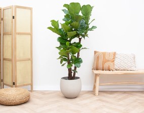 Ficus Lyrata vertakt - 120cm