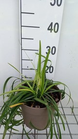 Liriope muscari'Monroe White'- pot 3L -