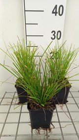Carex 'Kyoto' - pot 9x9 cm -