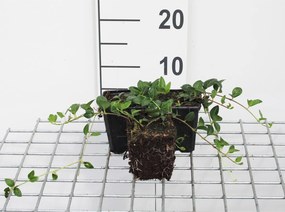 Vinca minor 'Alba' - pot 9x9 cm -