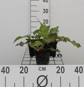 Persicaria amplexicaulis 'Alba' - pot 9x9 cm -