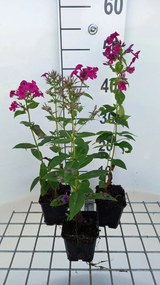 Phlox 'Kirchenfürst' - pot 9x9 cm