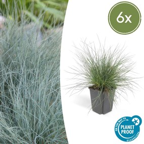 Festuca Glauca 'Elijah Blue' - 20cm