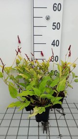 Persicaria amplexicaulis 'Golden Arrow' - pot 9x9 cm -