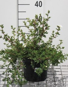 Potentilla fruticosa 'Abbotswood' - pot 3L - 25-30 cm