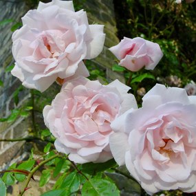 Rosa 'New Dawn' - pot - klimroos