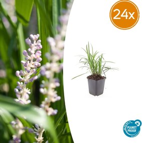 Liriope Muscari 'Moneymaker' - 20cm