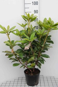 Rhododendron'Gomer Waterer'- pot - 40-50 cm