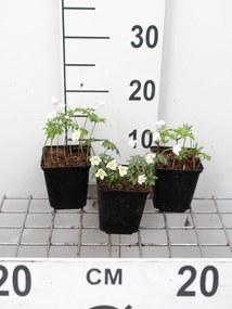 Anemone nemorosa - Bosanemoon - pot 9x9 cm -