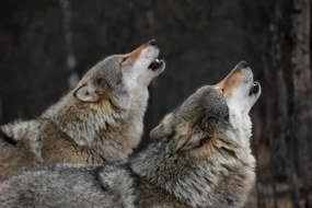Foto Howling wolves, Bjarne Henning Kvaale, (40 x 26.7 cm)