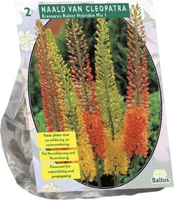 Baltus lelies 'Eremurus Ruiter Hybriden' - Mix - Najaarsbloeiers - Per 2 bollen (rood, geel) - Voorjaarsbloembollen