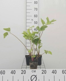 Grote engelwortel - pot 9x9 cm (Angelica archangelica) -