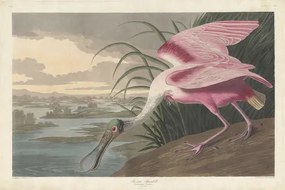 John James (after) Audubon - Kunstreproductie Roseate Spoonbill, 1836, (40 x 26.7 cm)