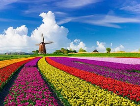 Foto Tulips and Windmills, JacobH