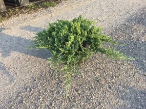 Juniperus procumbens 'Nana' - pot 10L - 50-60 cm -