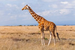 Kunstfotografie Giraffes in the savannah, Kenya, Anton Petrus, (40 x 26.7 cm)